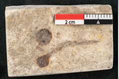 Foto (Detailansicht) von Glyptostrobus europaeus Brongniarti (NHMW-GEO-2024-0188-8073)